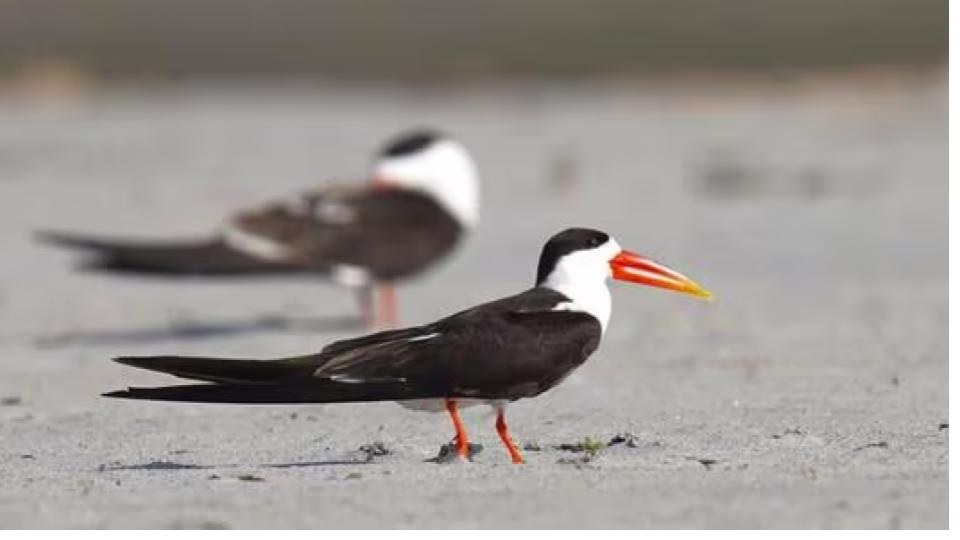 A project to protect breeding habitats of sandbar-nesting birds in the Ganga basin approved by the Government