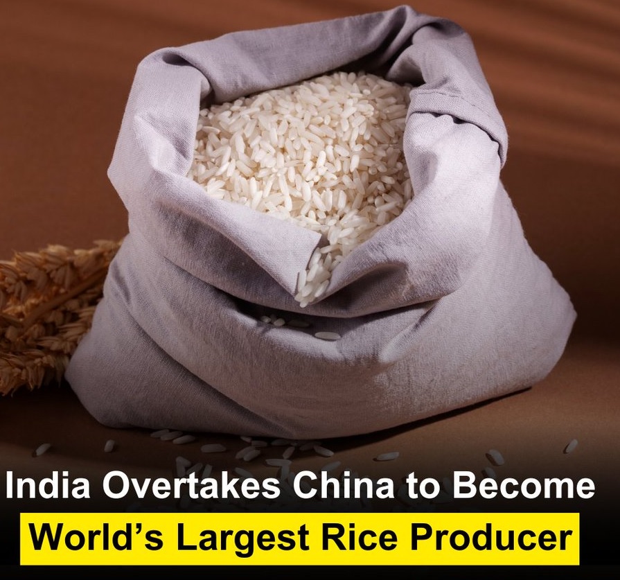 India has become the world's largest rice producer