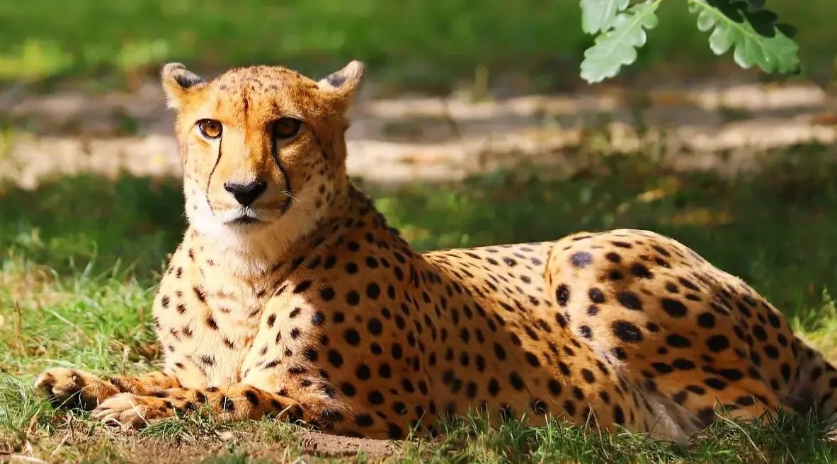 Veerangana Durgavati Tiger Reserve to become a cheetah habitat before the next monsoon