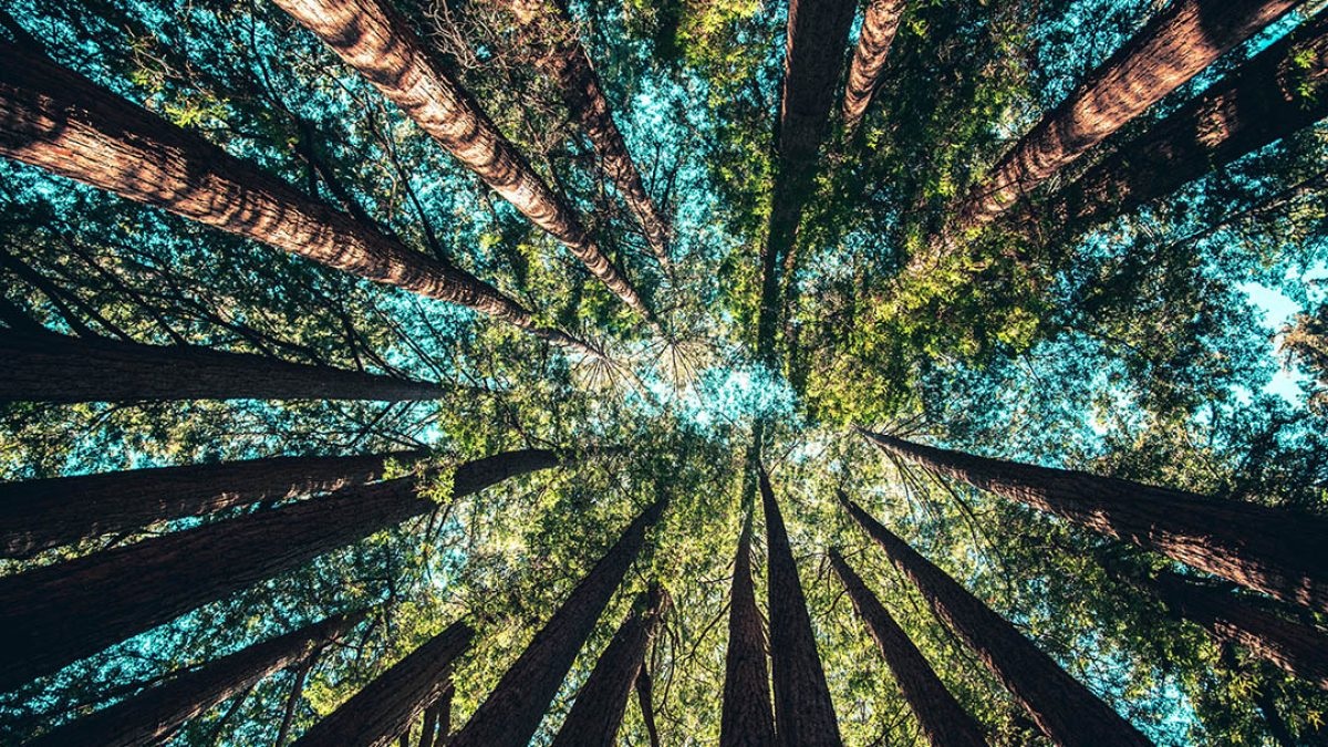 Releases Report “High-Risk Forests, High-Value Returns” — Warning of Rising Threats to Tropical Forests