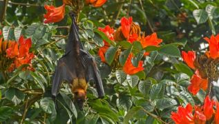 Status of Indian Bats (SoIBats) 2024–25: India’s First National Bat Assessment