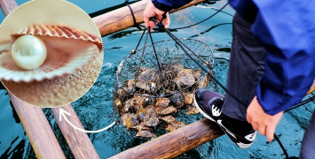 Hazaribag has been designated as India’s first pearl farming cluster, marking a significant step in diversifying aquaculture activities