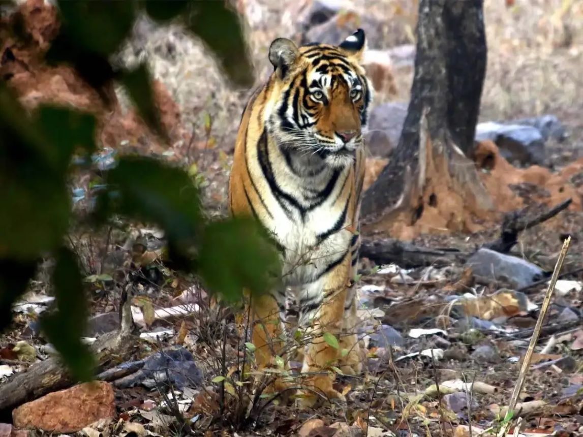 Rajasthan's Tiger Population Rises to 149