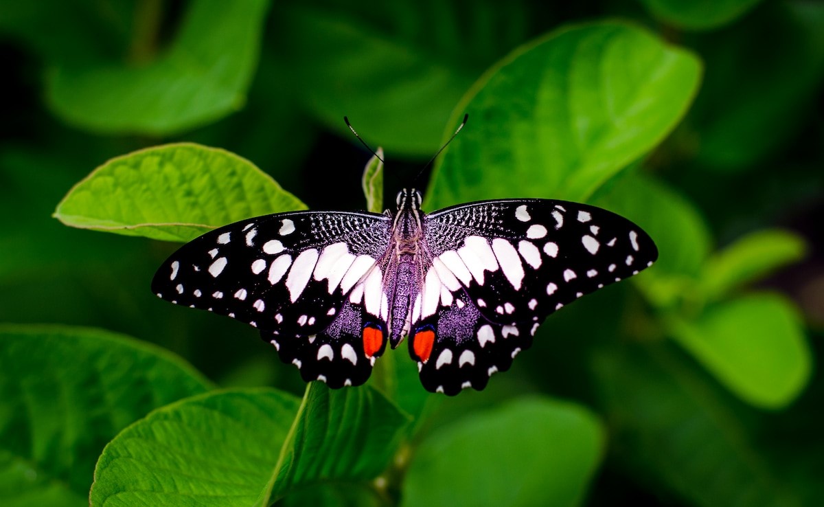 India's first butterfly sanctuary declared in the Western Ghats of Kerala